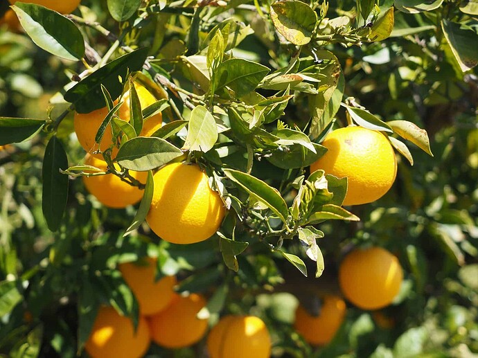 satsuma tree temperature and humidity levels