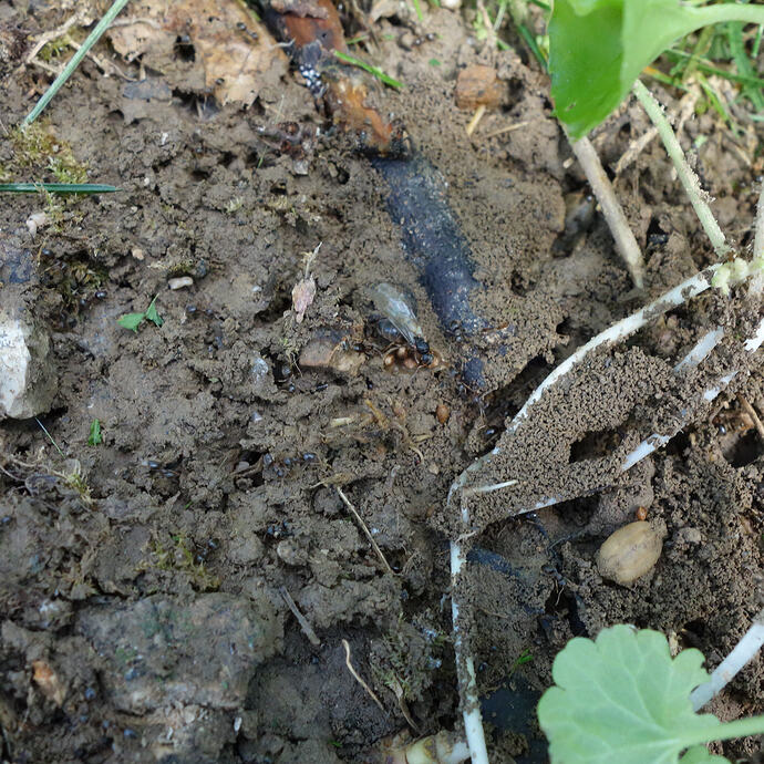 under fig pot bugs (2)