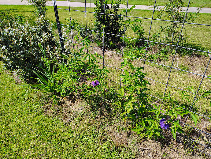 IMG_20260705_154330953_HDR_AE