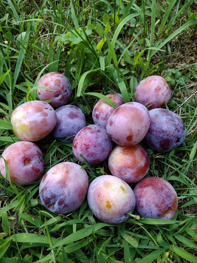 IMG_20240725_201053206