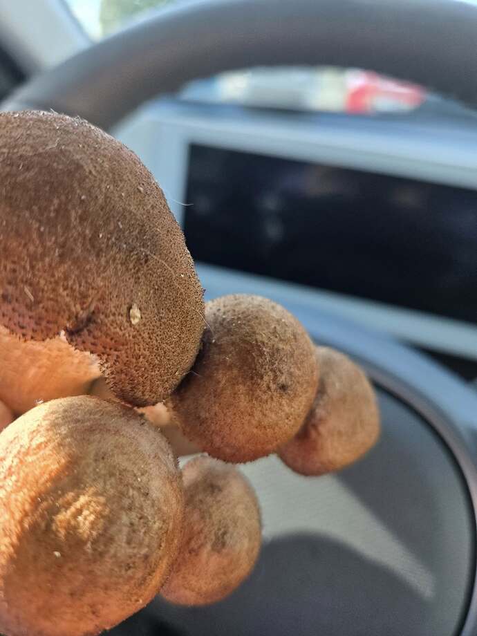 573064804_10234473522194244_7321389807032446944_n