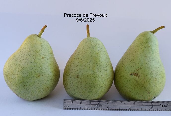 Precoce de Trevoux9-6-2025RS