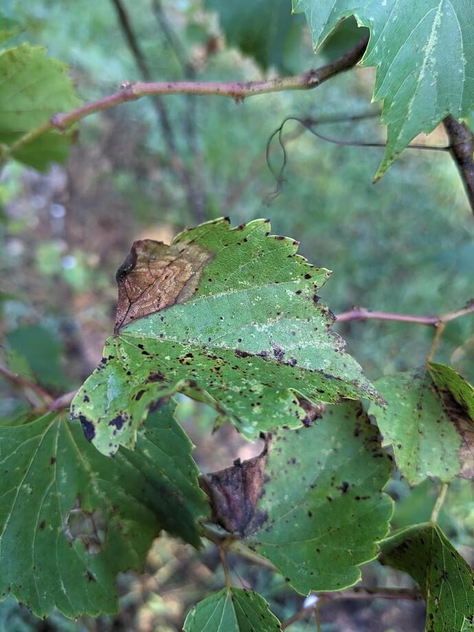 PXL_20240907_134747977