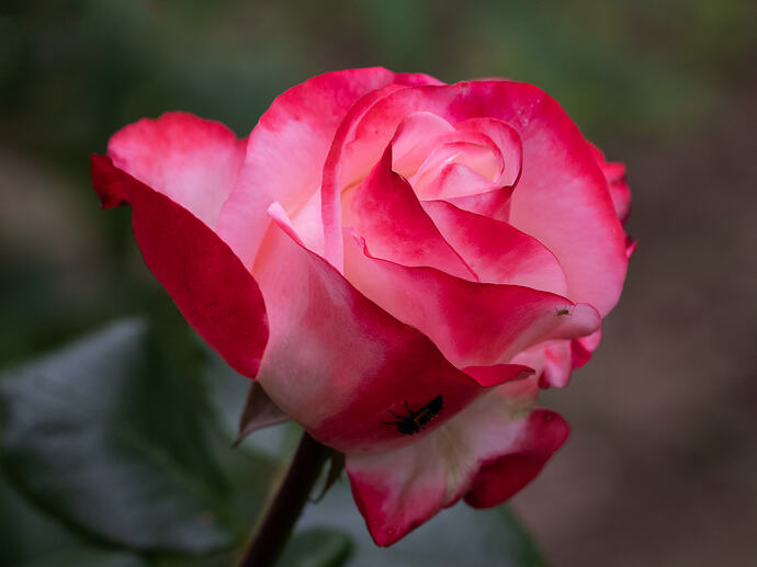 IMG_8794 copy