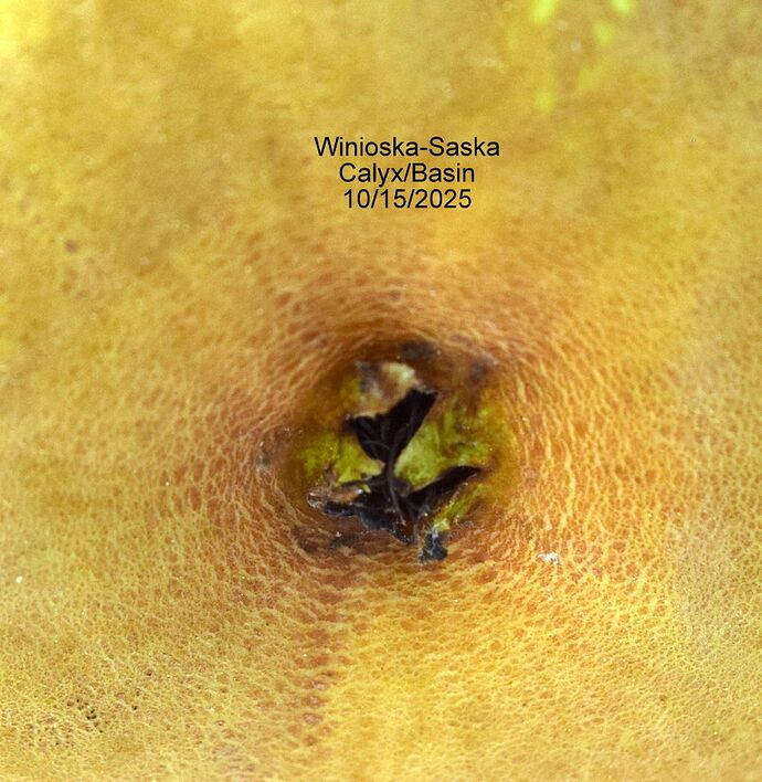 Winioska-SaskaCalyx10-15-2025RS