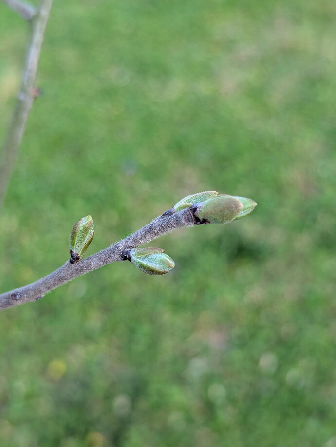 PXL_20260401_215238149