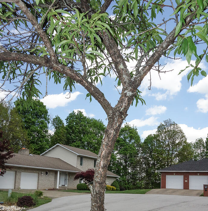 old Blushingstar white peach tree not producing (1)