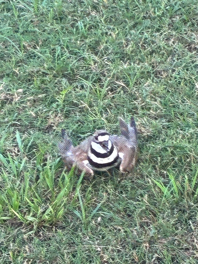 kildeer