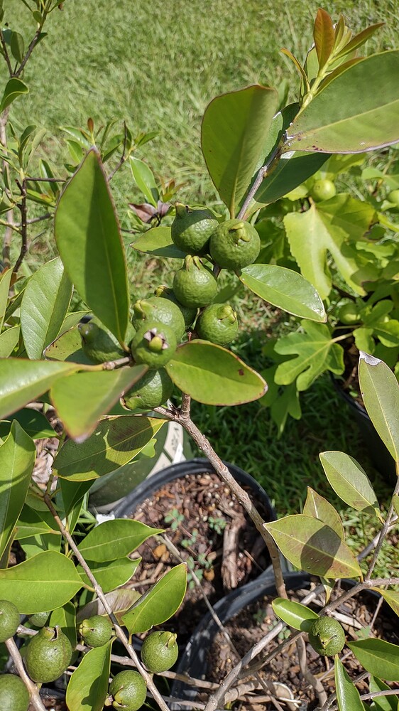 IMG_20250707_094221379_HDR