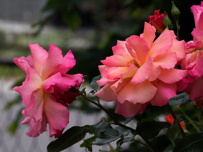 IMG_8748 copy