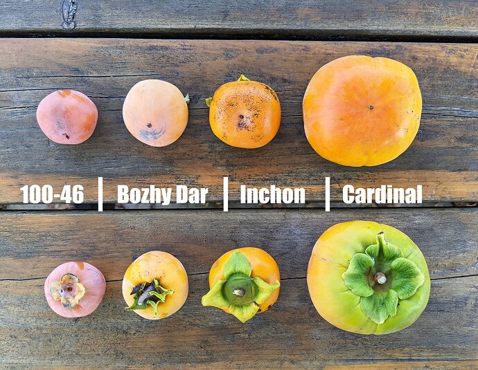 Persimmon Mix_2025