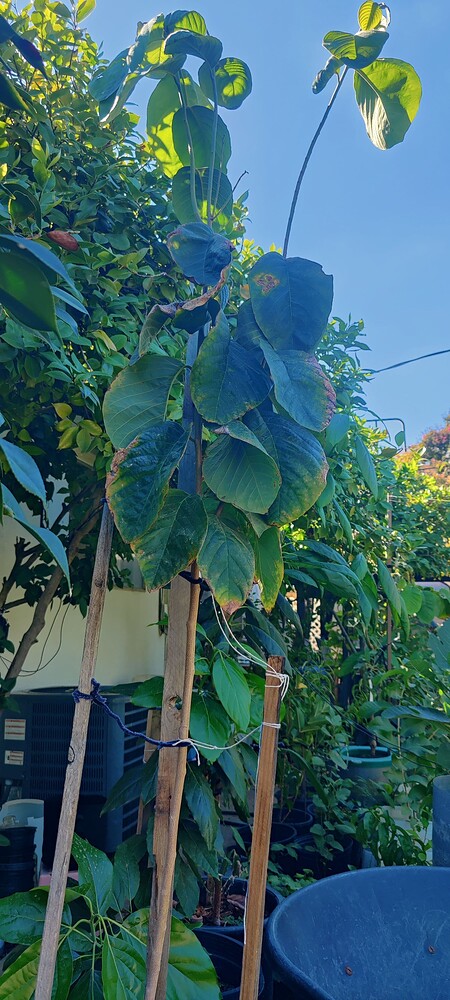 IMG_20251004_1433321