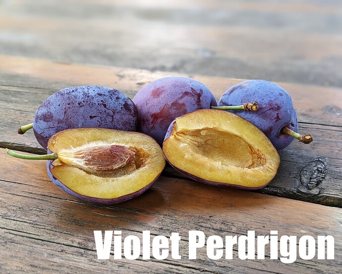 Violet Perdrigon_2025