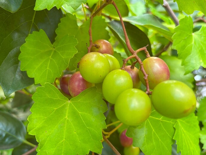 Muscadine 2