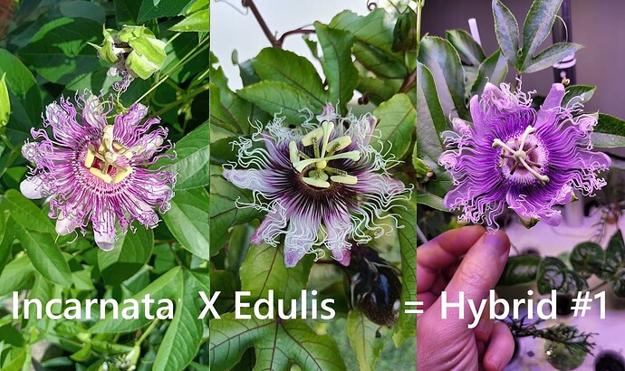 hybrid