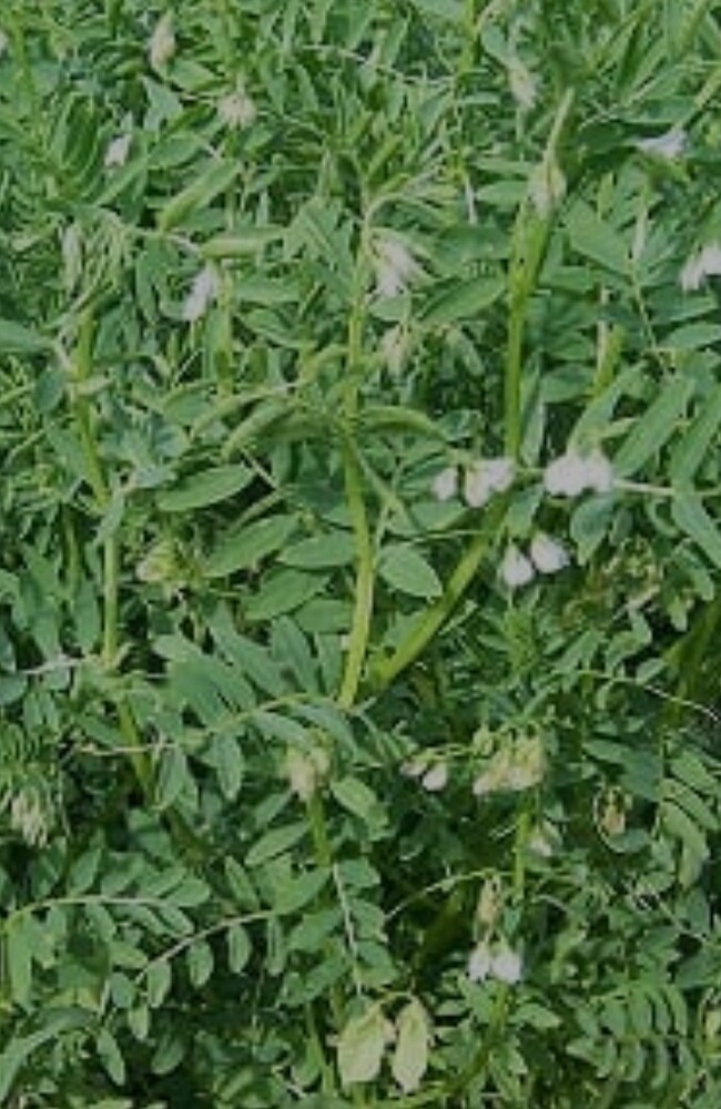 Screenshot_20251015_011252_Samsung Internet