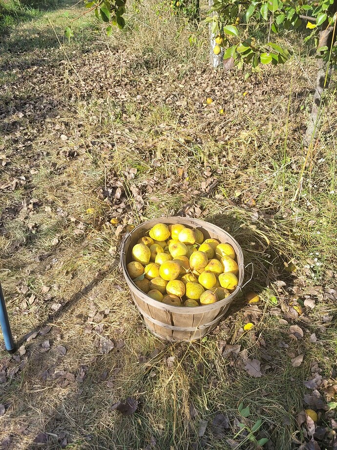 47cca7f00267de71742325aa30173769a620df0c_2_1380x1840