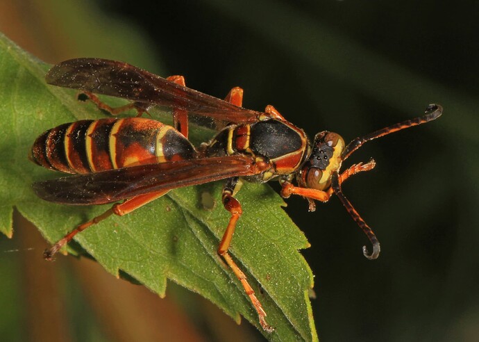 Northern_Paper_Wasp_-_Polistes_fuscatus,_Meadowood_Farm_SRMA,_Mason_Neck,Virginia-_30947768803