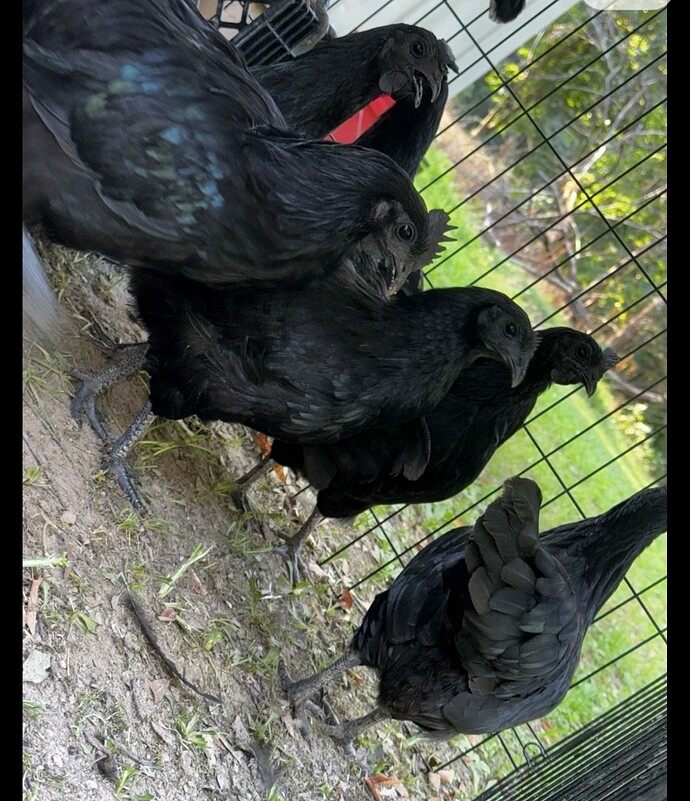 Screenshot_20260217_022230_eBay