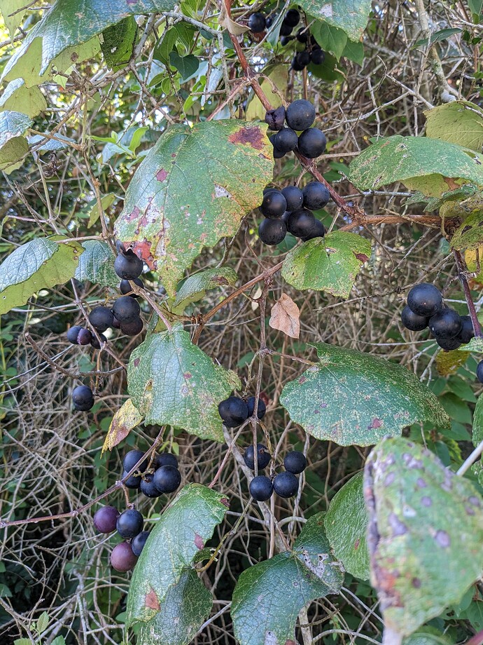 PXL_20240704_130714282