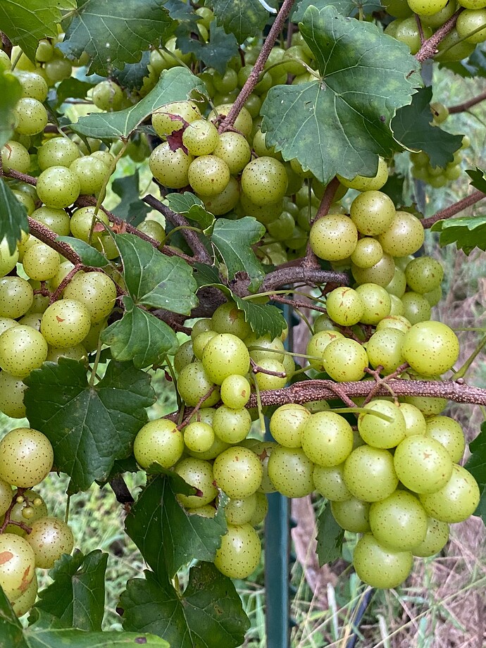 IMG_Oh My 202507 24 0433