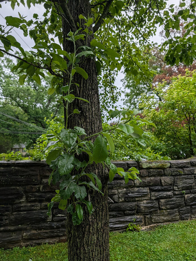 PXL_20260521_185720026