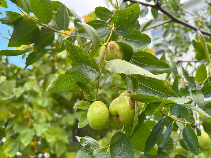 Li Jujube