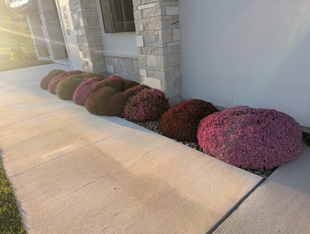 Mums 2025 - General Gardening - Growing Fruit