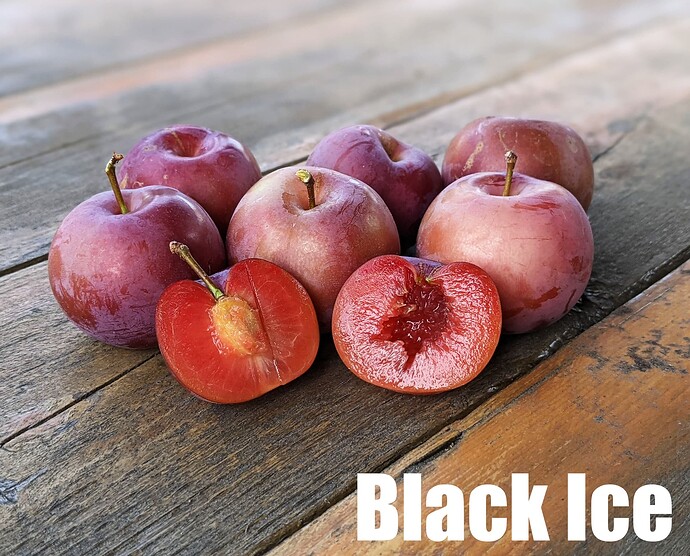 Black Ice_2025