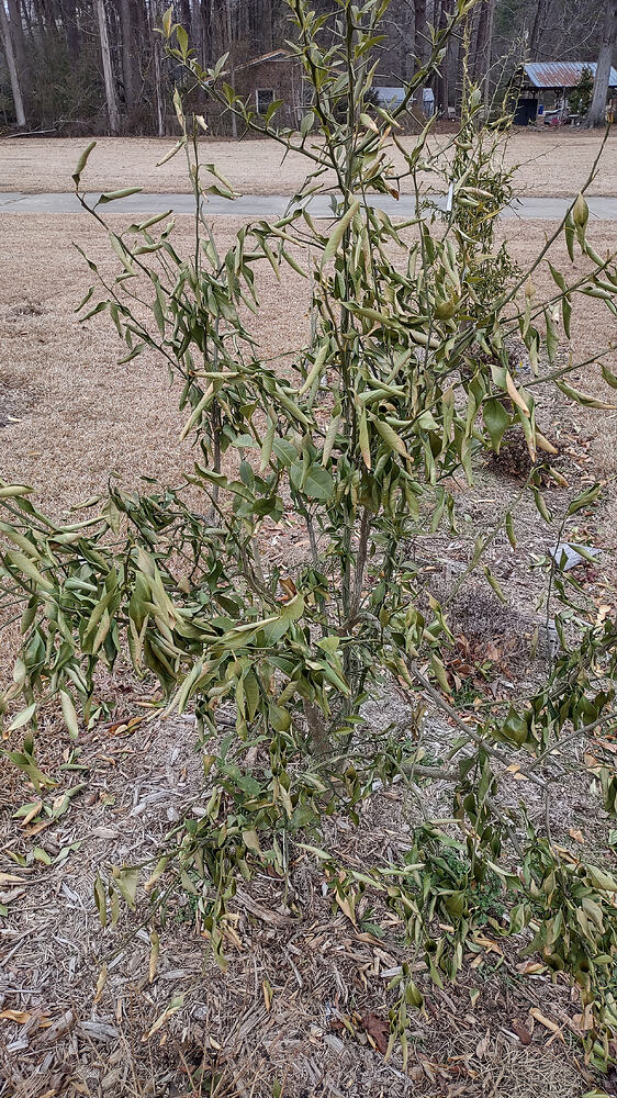 IMG_20260211_132643107_HDR