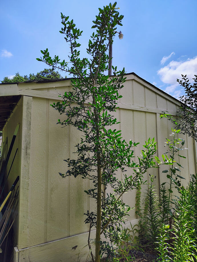 IMG_20260726_112408015_HDR_AE