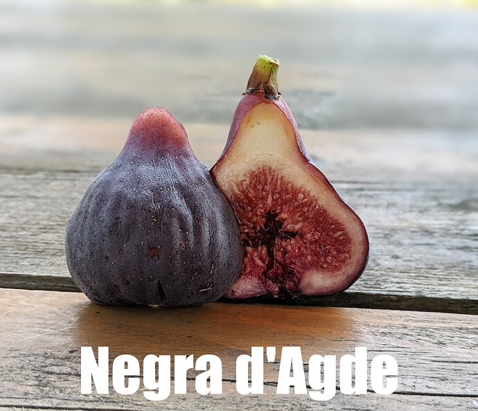 Negra d'Agde_2025