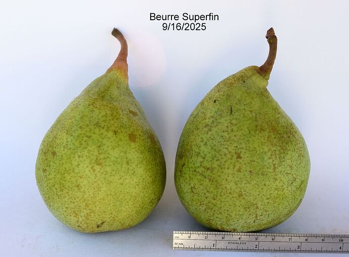BeurreSuperfin9-15-2025RS