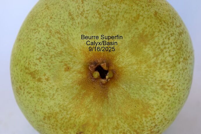 BeurreSuperfinCalyx9-15-2025RS