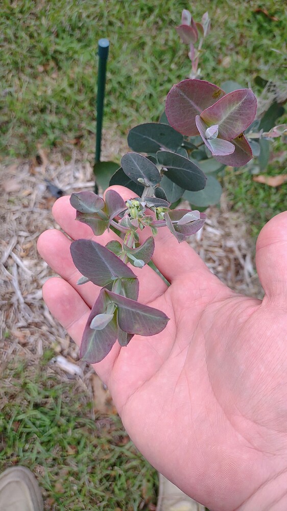 IMG_20250411_155015554~2