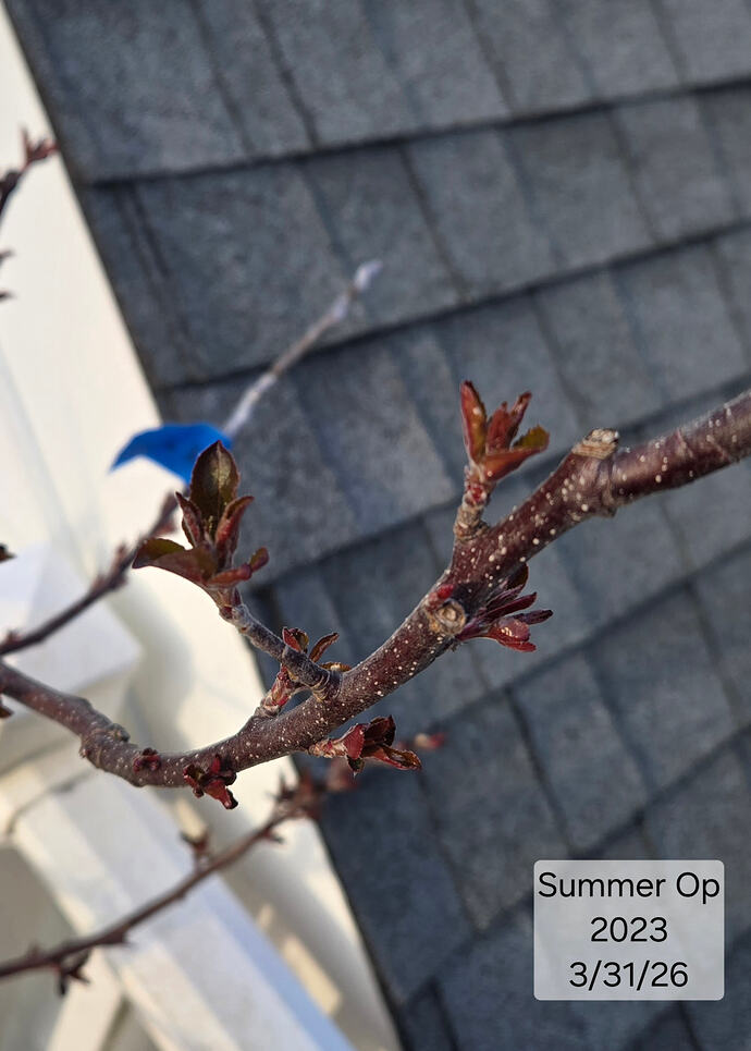 20260331 Summer Op23 1