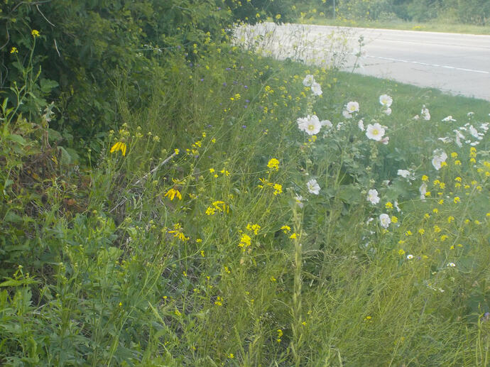 DSCN1619