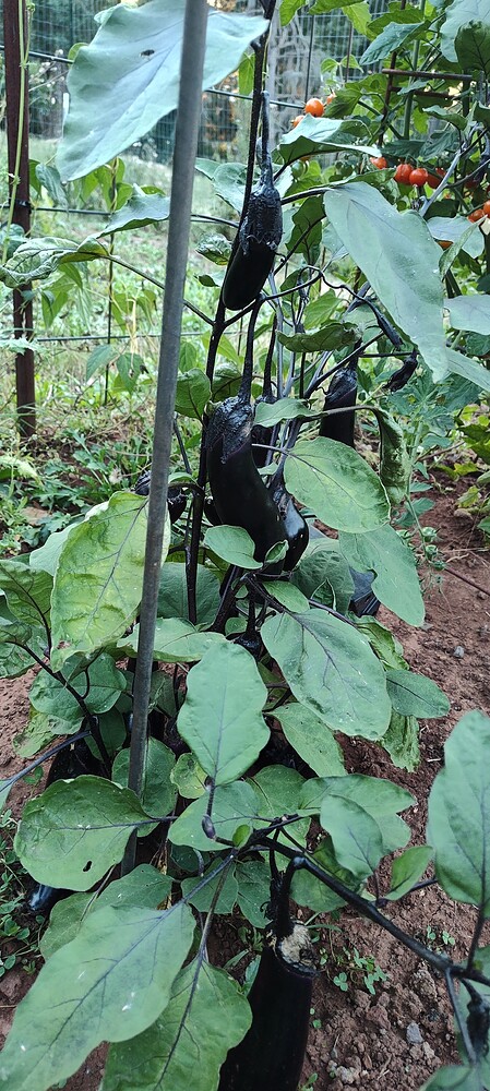 IMG_20250821_194314198_HDR