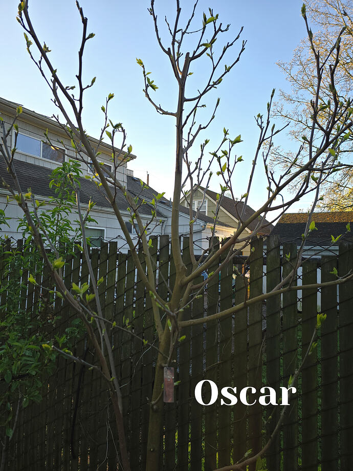 Oscar