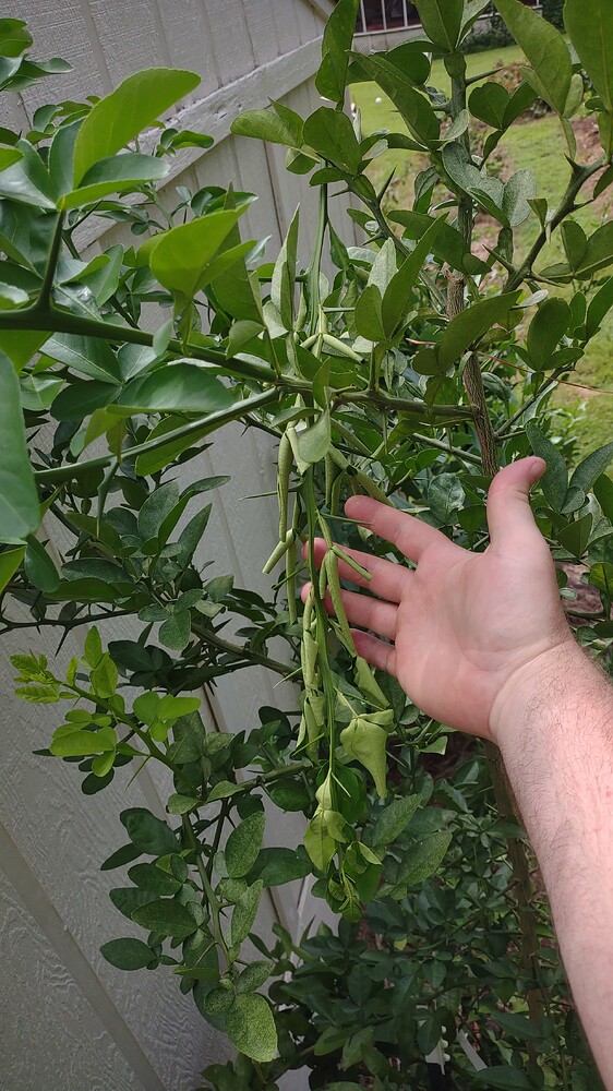 IMG_20250707_101934335