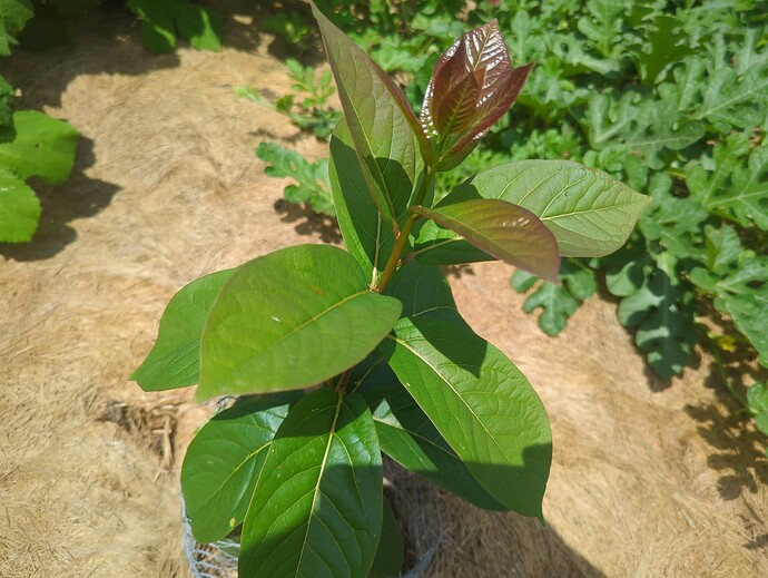 17535557896629025849841219173215