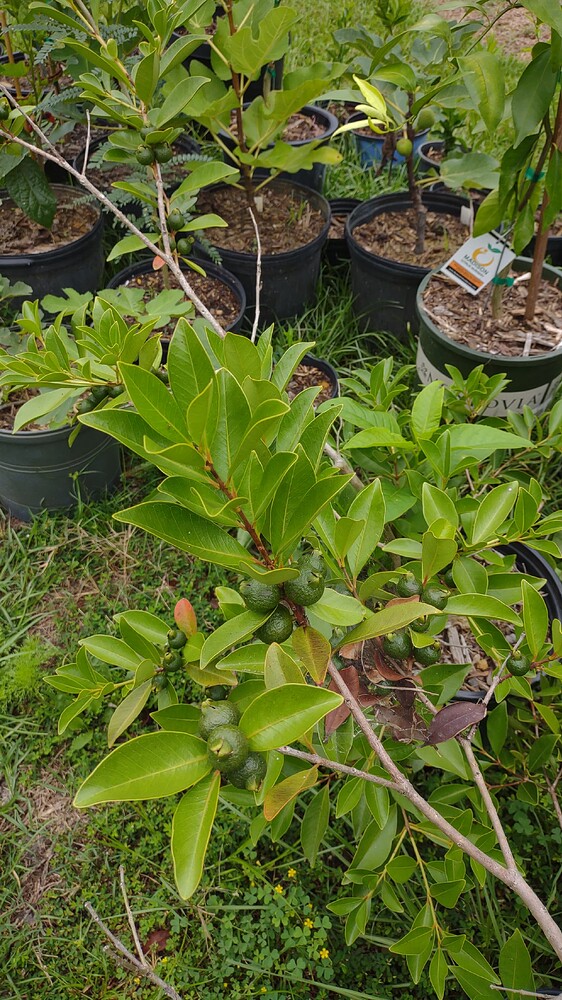 IMG_20250820_112025949