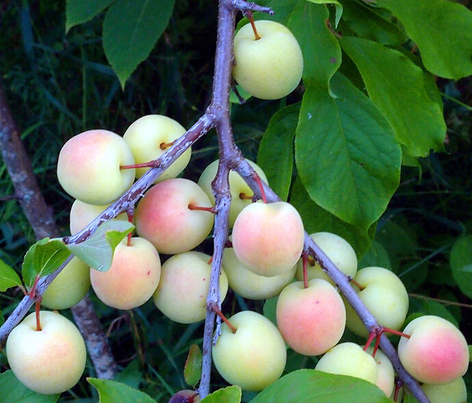 RedPlum2
