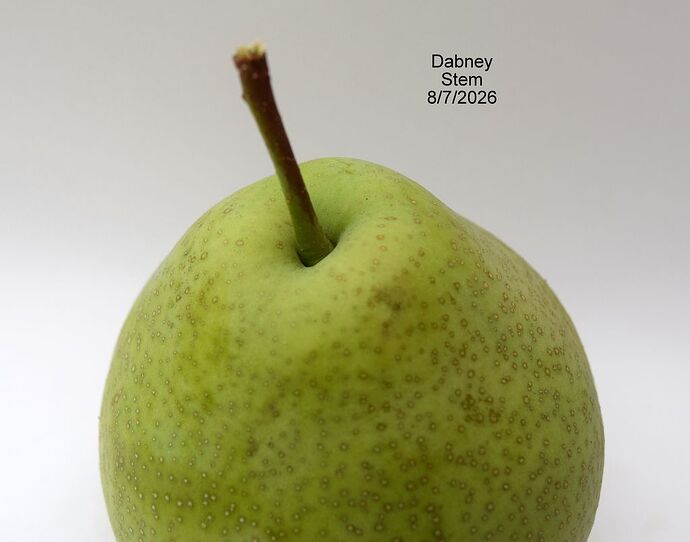 Dabney Stem 8-7-2026RS