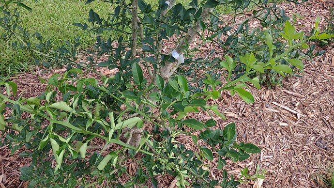 IMG_20250707_101515292