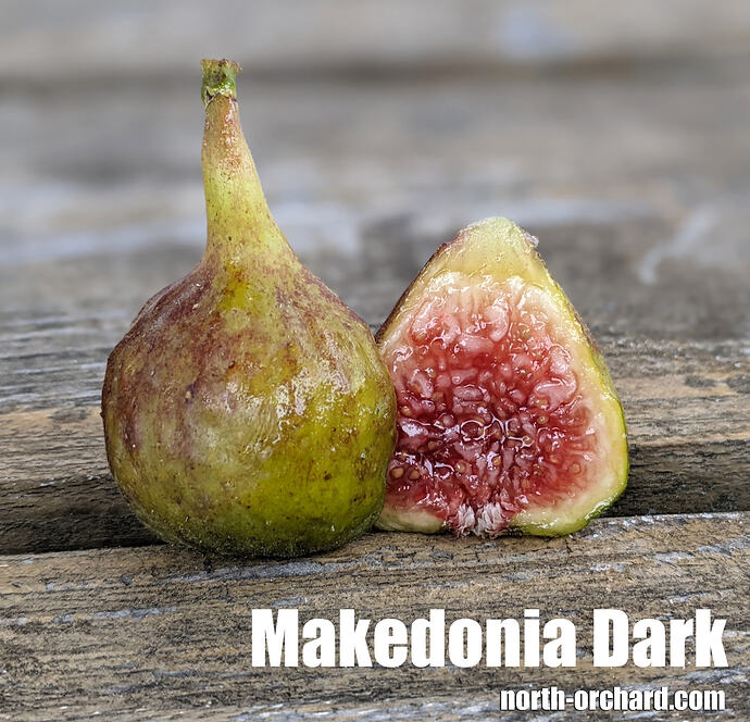 Makedonia Dark_2026 copy
