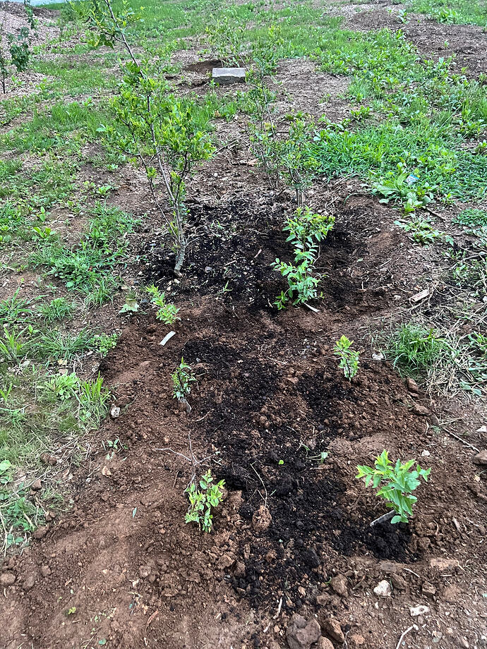 Juju_seedlings_t_07-07-2026