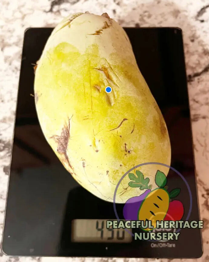 Screenshot 2025-09-27 at 11.38.32 AM