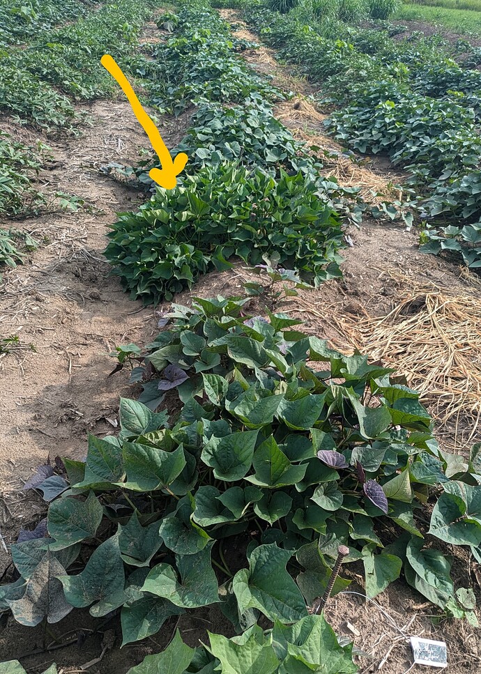 PXL_20250718_224849501~3