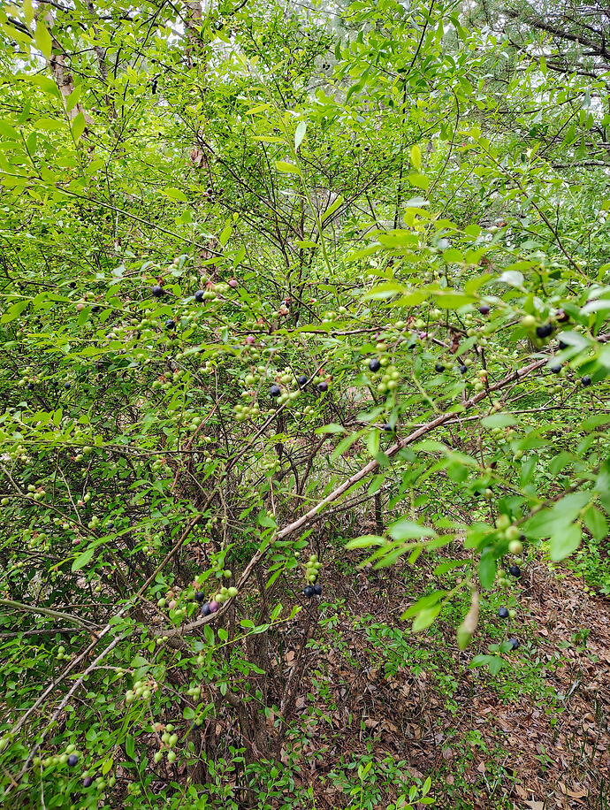 IMG_20260506_163651497_HDR_AE
